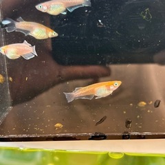 デーンモルフォキッシング10匹　稚魚〜幼魚の画像