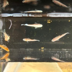 デーンモルフォキッシング10匹　稚魚〜幼魚の画像