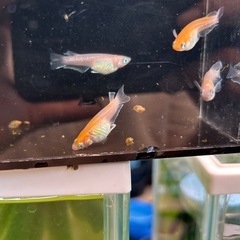 デーンモルフォキッシング10匹　稚魚〜幼魚