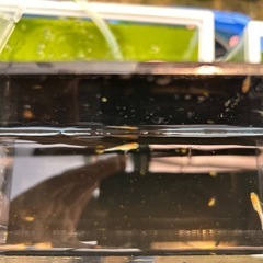 デーンモルフォキッシング10匹　稚魚〜幼魚の画像