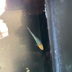 リブラ10匹　稚魚〜幼魚の画像