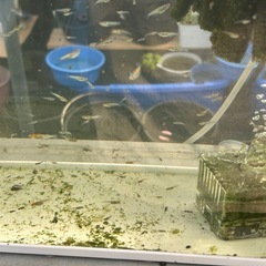 リブラ10匹　稚魚〜幼魚の画像
