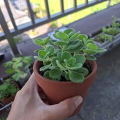 【多肉植物】アロマティカスの画像