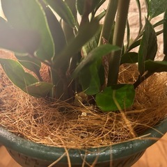 ꧁𝑺𝑶𝑳𝑫 ꧂✨❇️艶のある葉が美しく高級感✨を演出する観葉植物【ザミオクルカス】✨の画像