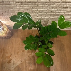 ꧁𝑺𝑶𝑳𝑫 ꧂✨❇️艶のある葉が美しく高級感✨を演出する観葉植物【ザミオクルカス】✨の画像