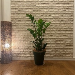 ꧁𝑺𝑶𝑳𝑫 ꧂✨❇️艶のある葉が美しく高級感✨を演出する観葉植物【ザミオクルカス】✨の画像