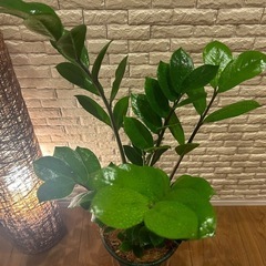 ꧁𝑺𝑶𝑳𝑫 ꧂✨❇️艶のある葉が美しく高級感✨を演出する観葉植物【ザミオクルカス】✨の画像
