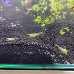 ミナミヌマエビ　子供5匹の画像