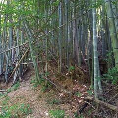 竹あげます！の画像