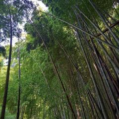 竹あげます！の画像
