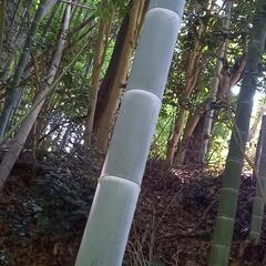 竹あげます！の画像