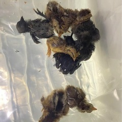 雛鶏孵卵器
の画像
