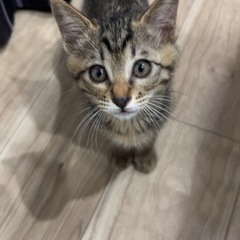 キジトラ兄弟再投稿です🙏写真載せました😍