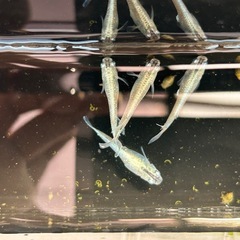 マリアージュLF10匹　稚魚〜幼魚の画像