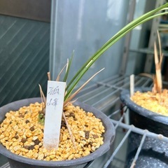 寒蘭、中国寒蘭
の画像