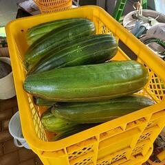 はぐら瓜「受付終了」の画像