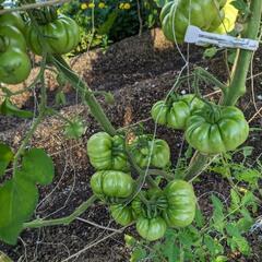 採れたて野菜セット(栽培期間中農薬.化学肥料不使用)の画像