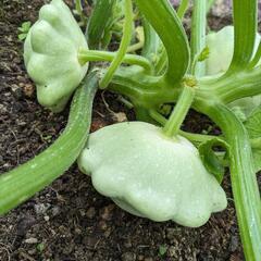 採れたて野菜セット(栽培期間中農薬.化学肥料不使用)の画像