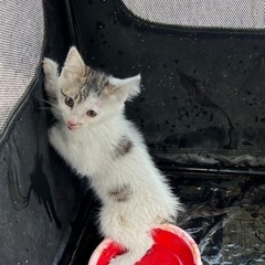 代理投稿　子猫保護しています