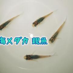 【安価出品中】深海メダカ 稚魚  ♂3♀3＋1の7匹の画像