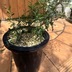 ランキングキーワードに紐づく投稿画像-多肉植物