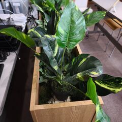 グリーンパーテーション　パーティション　観葉植物 間仕切り プランター　ボックスの画像