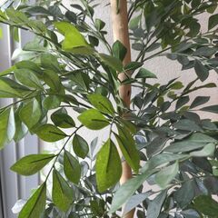 フェイク　観葉植物の画像