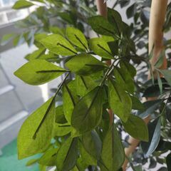 フェイク　観葉植物の画像