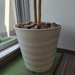 フェイク　観葉植物の画像