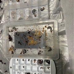クワガタ　スマトラヒラタ　幼虫の画像