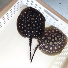 ダイヤモンドポルカ　純血品川血統　ペアの画像