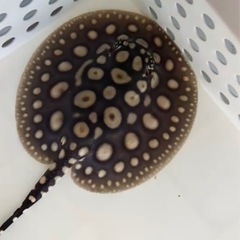ダイヤモンドポルカ　純血品川血統　ペアの画像