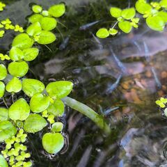 サファイアメダカの画像