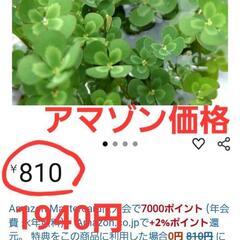 メダカのおまけ付き ウォータークローバー(無農薬 ビオトープ ガーデニング)の画像