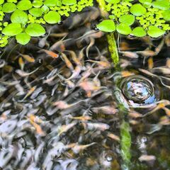王華メダカの画像