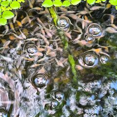 王華メダカの画像