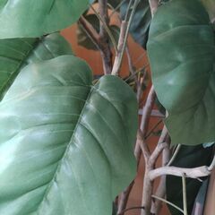 観葉植物　フェイクの画像
