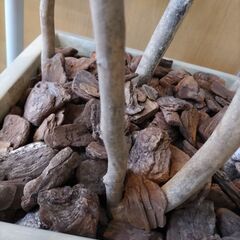 観葉植物　フェイクの画像