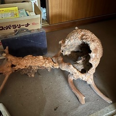 置き物流木の画像