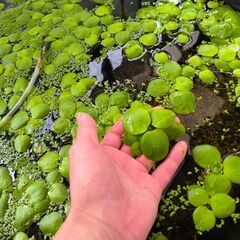 アクアリウム　アマゾンフロッグピット　欲しいだけどうぞの画像