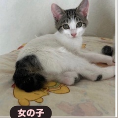 生後３カ月の女の子🐾