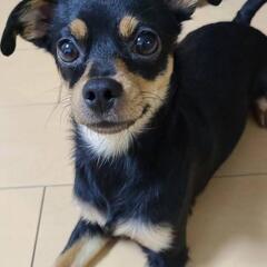 『急募』ミックス犬(冷やかしの問い合わせが増え迷惑してます。記載...