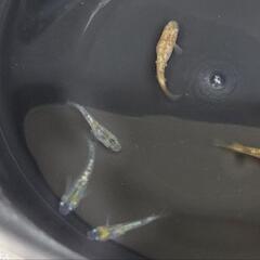 【受け渡し者決定】ラメめだかMix幼魚&幹之メダカMixの画像