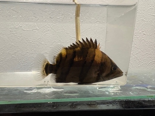 引き取り限定！ダトニオリアルバンド10センチハイボディー