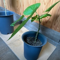 ウンベラータの画像
