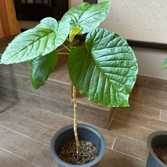 ウンベラータの画像