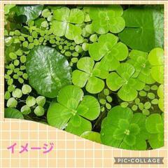 メダカのおまけ付き ウォータークローバー(無農薬 ビオトープ ガーデニング)の画像