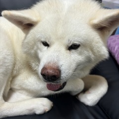 秋田犬の女の子 - みどり市