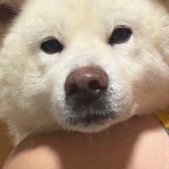 秋田犬の女の子