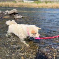 秋田犬の女の子 - 犬